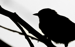 Tir à l'Oiseau, Dimanche 6 Avril