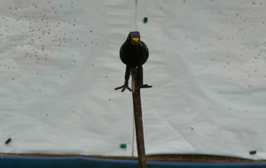 Tir à l'Oiseau 2015