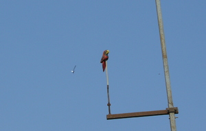 Tir à l'Abat d'Oiseau 2016; Le Samedi 26 Mars 2016 dans notre Jeu d'Arc à 14h00