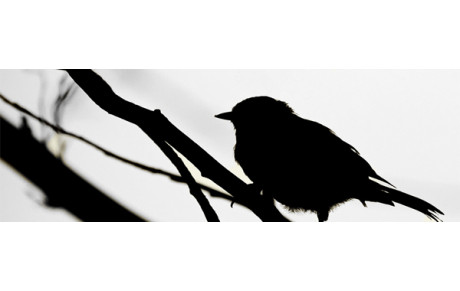 Tir à l'Oiseau, Dimanche 6 Avril